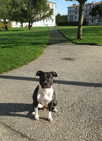 Bulma, le chien d'OXLY