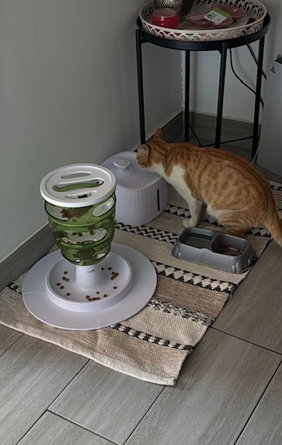 Bibou, le chat d'OXLY